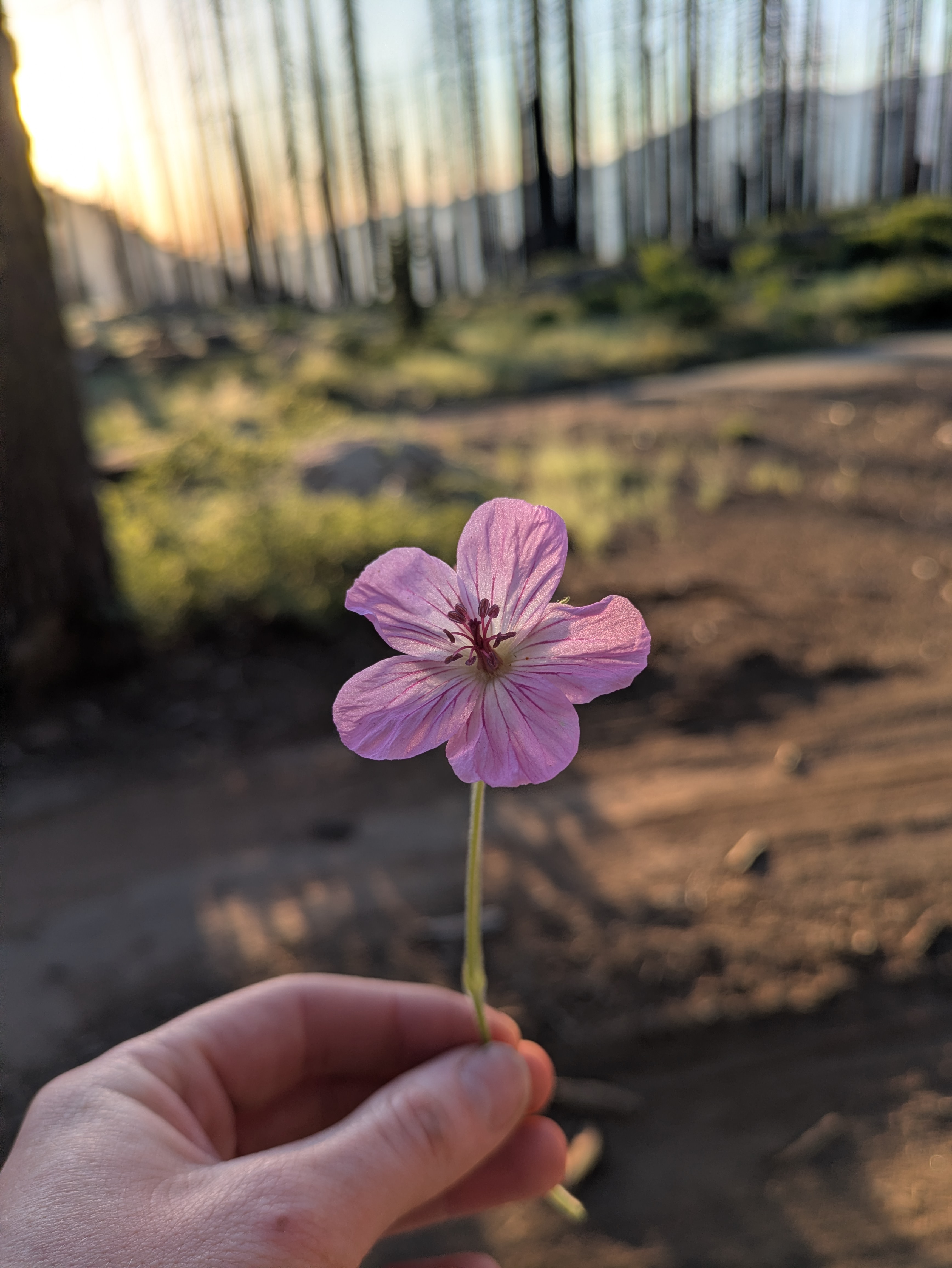 Heidi's Meadow Meanderings